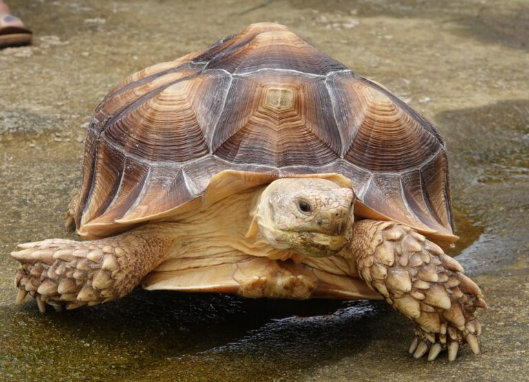 Hurling Tournament in San Diego